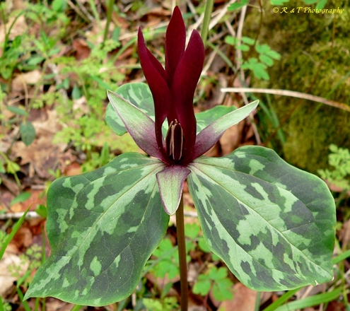 {Trillium maculatum}